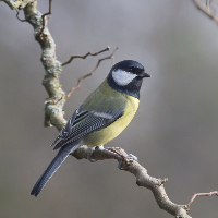 Nils Ingebreth Hagen